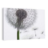 Obraz na płótnie 120x80 - Lekkość Przemijania - dmuchawiec, makro