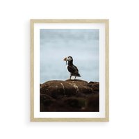 Plakat w ramie 40x50 - Portret Ptaka Morskiego - maskonur, ptak - rama drewno