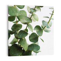 Obraz na płótnie 40x40 - Zielone eukaliptusy - eukaliptus, liście