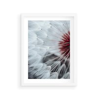 Plakat w ramie 50x70 - Makro Magii Natury - dmuchawiec, zbliżenie makro - rama biała
