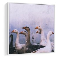 Obraz w ramie 50x50 - Spotkanie Wśród Piór - uchwycony moment, fotografia - rama biała