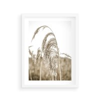 Plakat w ramie 40x50 - Ujęcie Suchych Traw - suche trawy, zbliżenie - rama biała