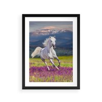 Plakat w ramie 30x40 - Koń Góry: Spotkanie z Wielką Przyrodą - koń, góry - rama czarna