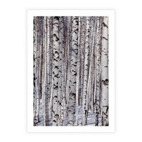 Plakat bez ramy 30x40 - Lśniące Brzozy - brzozy, las