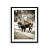 Plakat w ramie 50x70 - Spotkanie z Żubrem na Leśnej Drodze - żubr, las - rama czarna