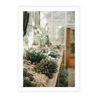 Plakat bez ramy 21x30 - Sukulenty w Szklarni - sukulenty, w szklarni