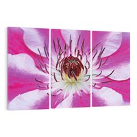 Obraz na płótnie 120x80 - delikatność natur - kwiat, kwiaty