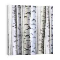 Obraz na płótnie 70x70 - Delikatność brzóz - brzozy, las