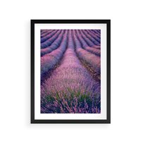 Plakat w ramie 30x40 - Pole Lawendy w Pełnej Krasie - pole lawendy, kompozycja - rama czarna