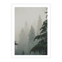 Plakat bez ramy 40x50 - Mglista przemiana lasu - las, mgła