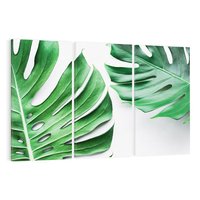 Obraz na płótnie 120x80 - Monstera - Liście Kwiaty - monstera, liście