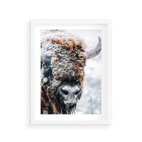 Plakat w ramie 40x50 - Żubr w Krainie Śniegu - żubr, zima - rama biała