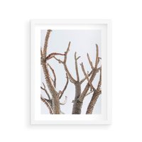 Plakat w ramie 30x40 - Pustynna Harmonia Gałęzi - pustynna roślina, suche gałęzie - rama biała