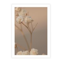 Plakat bez ramy 30x40 - Subtelna gipsówka - gipsówka, suche