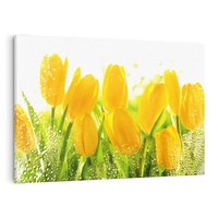 Obraz na płótnie 100x70 - Tulipany - szczyt kwiatowego piękna - tulipany, kwiaty