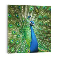 Obraz na płótnie 40x40 - Wspaniałość pawich piór - paw, pióra