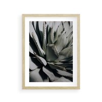 Plakat w ramie 40x50 - Sukulenty wśród kaktusów - sukulenty, kaktusy - rama drewno