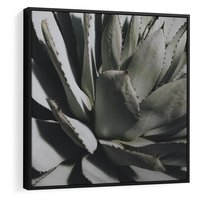 Obraz w ramie 50x50 - Sukulenty wśród kaktusów - sukulenty, kaktusy - rama czarna
