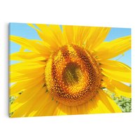 Obraz na płótnie 100x70 - Słoneczniki w naturalnym otoczeniu - słonecznik, natura