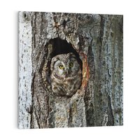 Obraz na płótnie 60x60 - Tajemniczy W świecie Nocy - sowa, dziupla