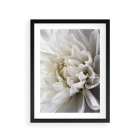 Plakat w ramie 40x50 - Białe Kwiaty Delikatności - białe, kwiaty - rama czarna
