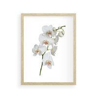 Plakat w ramie 50x70 - Ekskluzywny Relaks - storczyk, spa - rama drewno