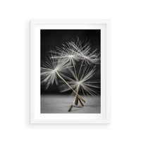 Plakat w ramie 40x50 - Delikatność dmuchawców zbliżenie - dmuchawce, zbliżenie - rama biała