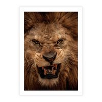 Plakat bez ramy 21x30 - Władca Sawanny - lew, sawanna