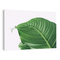 Obraz na płótnie 70x50 - Zielone liście monstery - liście, monstera