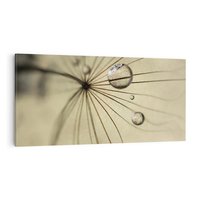 Obraz na płótnie 100x50 - Delikatność dmuchawców - dmuchawce, krople