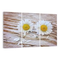 Obraz na płótnie 120x80 - Stokrotkowa Delikatność - stokrotka, kwiaty