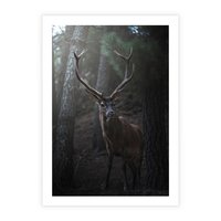 Plakat bez ramy 30x40 - Jeleń wśród lasu - jeleń, las