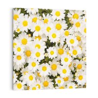 Obraz na płótnie 70x70 - Delikatność Kwiatowej Przyrody - stokrotki, kwiaty