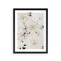 Plakat w ramie 30x40 - Białe Kwiaty: Płatki Delikatności - białe kwiaty, zbliżenie - rama czarna
