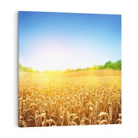 Obraz na płótnie 80x80 - Żyzne Pola - pole, pszenicy