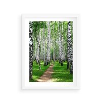 Plakat w ramie 30x40 - Bajkowy las pełen brzóz - las, brzozy - rama biała