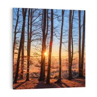 Obraz na płótnie 50x50 - Piękno lasu - las, drzewa