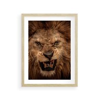 Plakat w ramie 30x40 - Władca Sawanny - lew, sawanna - rama drewno