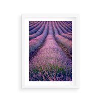 Plakat w ramie 30x40 - Pole Lawendy w Pełnej Krasie - pole lawendy, kompozycja - rama biała