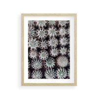 Plakat w ramie 30x40 - Wzór Kaktusów - kaktusy w doniczkach, ujęcie z góry - rama drewno