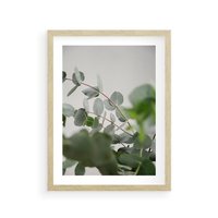 Plakat w ramie 40x50 - Liście eukaliptusa w naturze - eukaliptus, liście - rama drewno