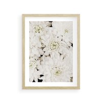 Plakat w ramie 50x70 - Białe Kwiaty: Płatki Delikatności - białe kwiaty, zbliżenie - rama drewno