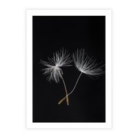 Plakat bez ramy 50x70 - Delikatność Wiatru - dmuchawce, makro