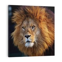 Obraz na płótnie 40x40 - Lew - Król Zwierząt - lew, zwierzęta