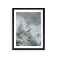 Plakat w ramie 50x70 - Piękno w Delikatności - dmuchawiec, makro zdjęcie - rama czarna