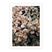 Plakat bez ramy 30x40 - Sukulentowa Prostota - sukulenty, zielone liście