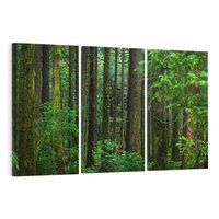 Obraz na płótnie 120x80 - Mistyka leśnej głuszy - las, drzewa