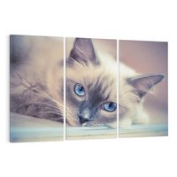 Obraz na płótnie 120x80 - Kotek w artystycznym stylu - kot, kotek