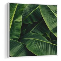 Obraz w ramie 80x80 - Zaklęta roślinna ekspresja - liście bananowca, gęsto ułożone - rama biała
