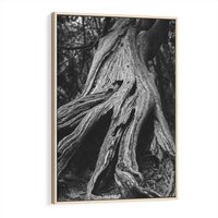 Obraz w ramie 80x120 - Siła Natury - czarno biała fotografia, korzenie wielkiego drzewa - rama drewno